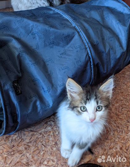 Отдам котенка