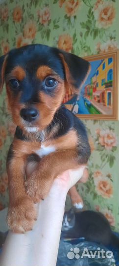 Милые щенки