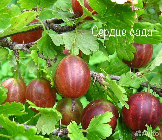 Саженцы смородины, крыжовника