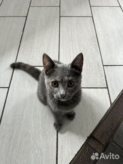 Котёнок