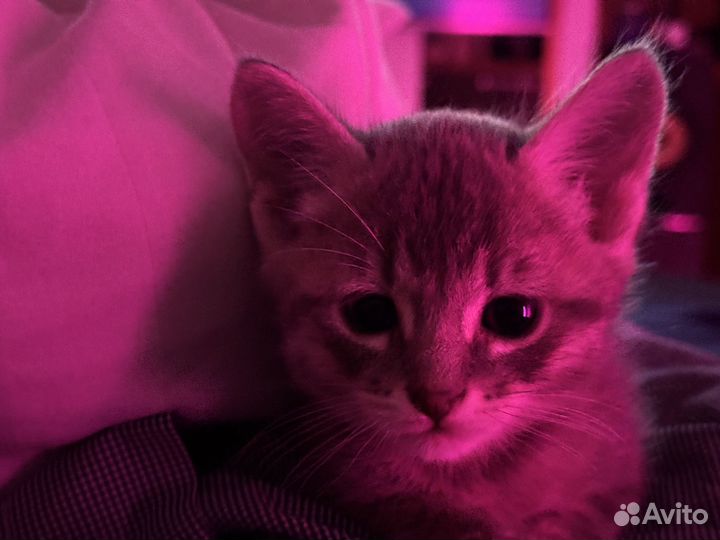 Котенок мальчик