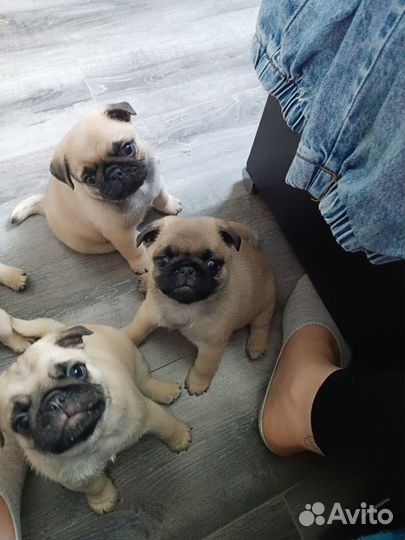 Щенки мопса мальчики и девочка