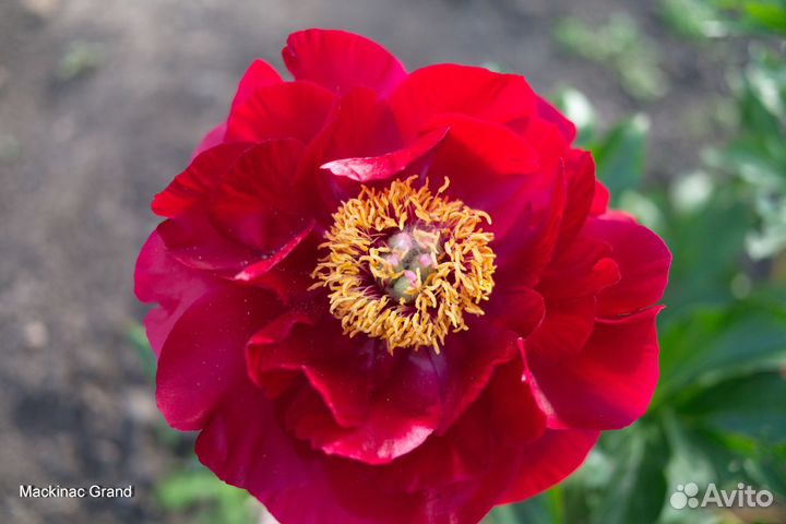 Продаю деленки на осень 2023г