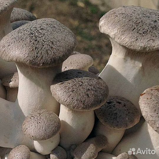 Вешенка Королевская (мицелий на дер. палочке). Аг