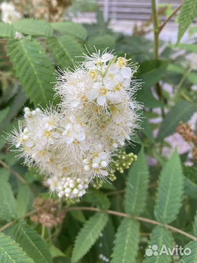 Декоративно лиственное растение живая изгородь