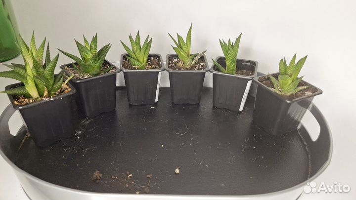 Комнатные цветы хавортия полосатая суккулент