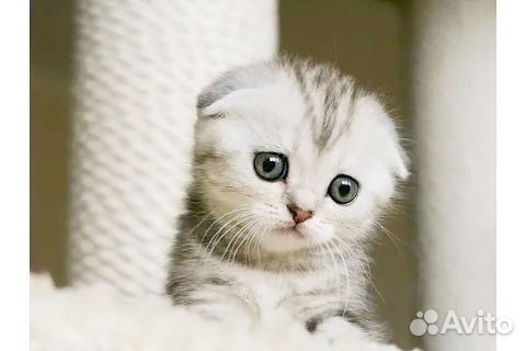 Шотландская