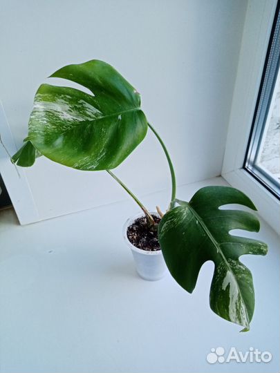 Диффенбахии, Монстера