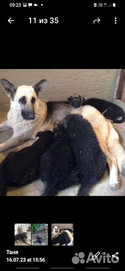 Щенки Восточноевропейской овчарки