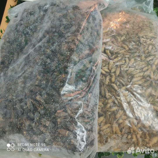 Замороженные сверчки