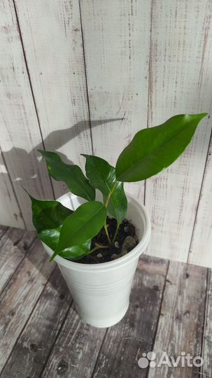 Фикус (набором)