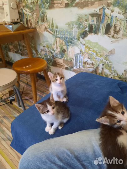 Отличные котятки