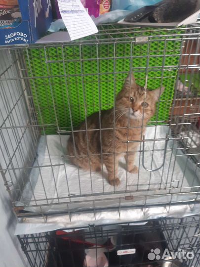 Кошка в дар