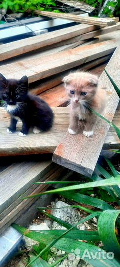 Кошка в дар бесплатно