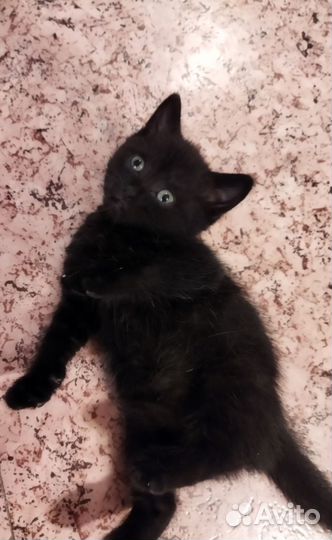 Черный пушистый котенок