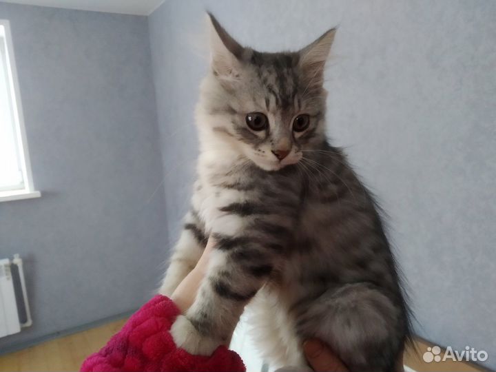 Курильский бобтейл