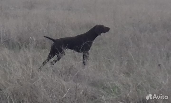 Щенки курцхаара