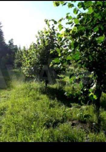 Участок 6,5 сот. (СНТ, ДНП)