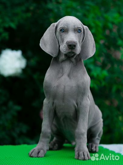 Щенки веймаранера