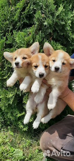 Щенки корги