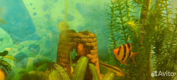 Аквариум с оборудованием и обитателями