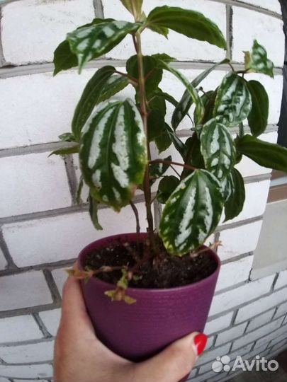 Пилея кадье,пеларгония