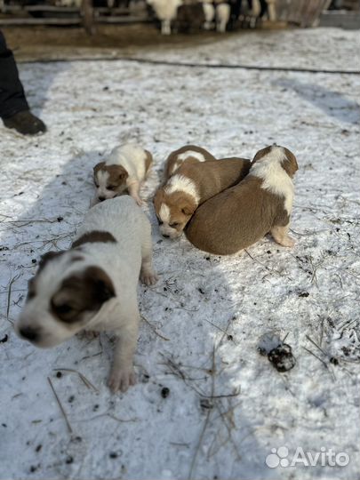 Щенки Алабай