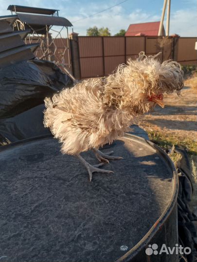 Куры петухи