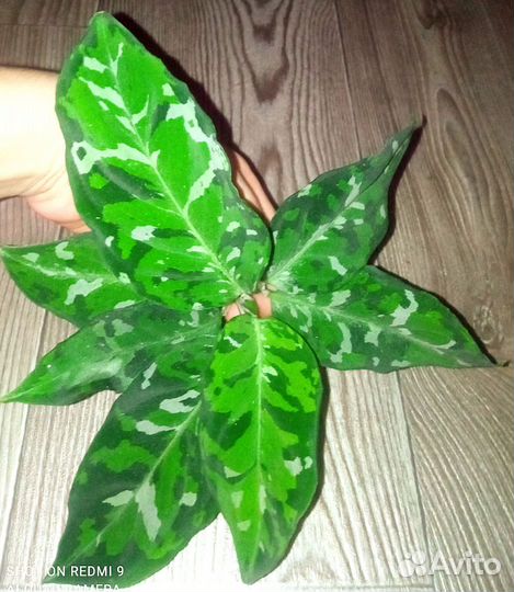 Аглаонема редкая пиктум триколор камуфляж