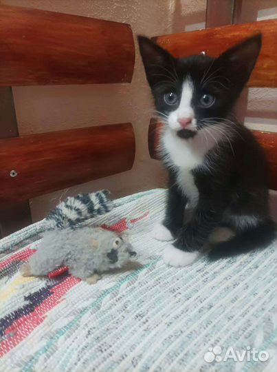 Котенок мальчик