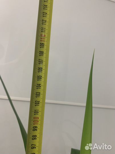 Юкка взрослое растение