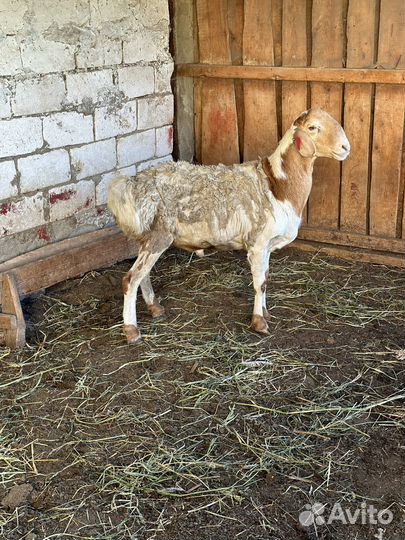 Баран - производитель Гиссар