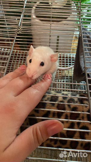 Передержка мелких животных