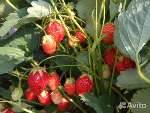 Сортовые саженцы клубники из Татарстана