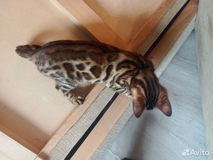 Бенгальские котята