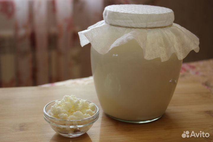 Кефирный (тибетский, молочный) гриб