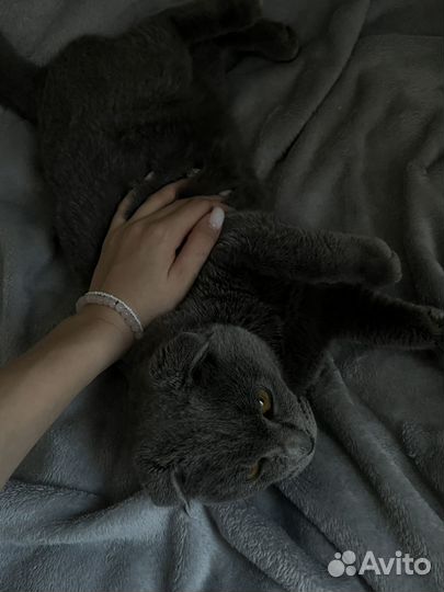 Шотландские вислоухие котята серые