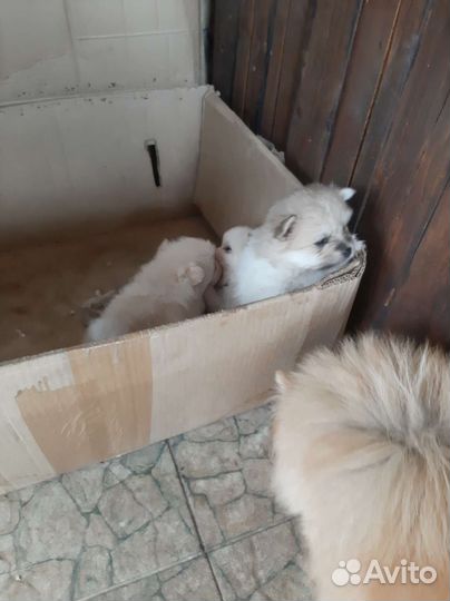 Щенок шпиц