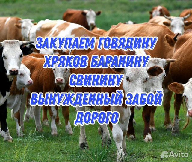 Закупаем мясо