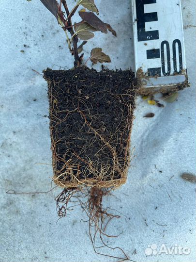 Пузыреплодник калинолистный р9 опт