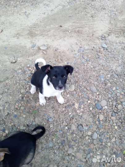 Щенки дворняжки