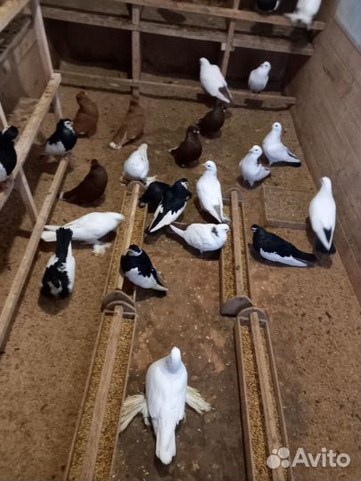 Продажа голубей