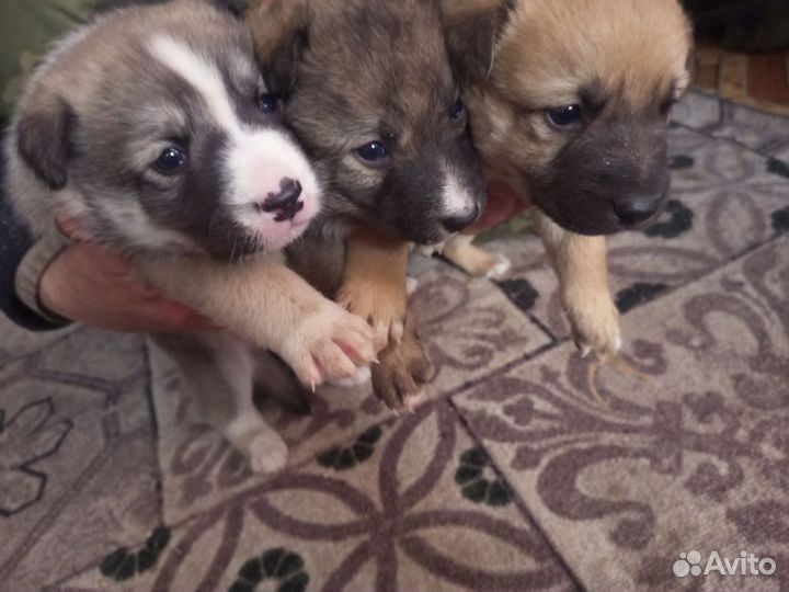 2 щенка осталось