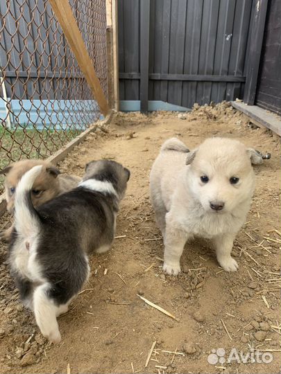 Щенки даром