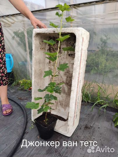 Саженцы черной и Красной смородины