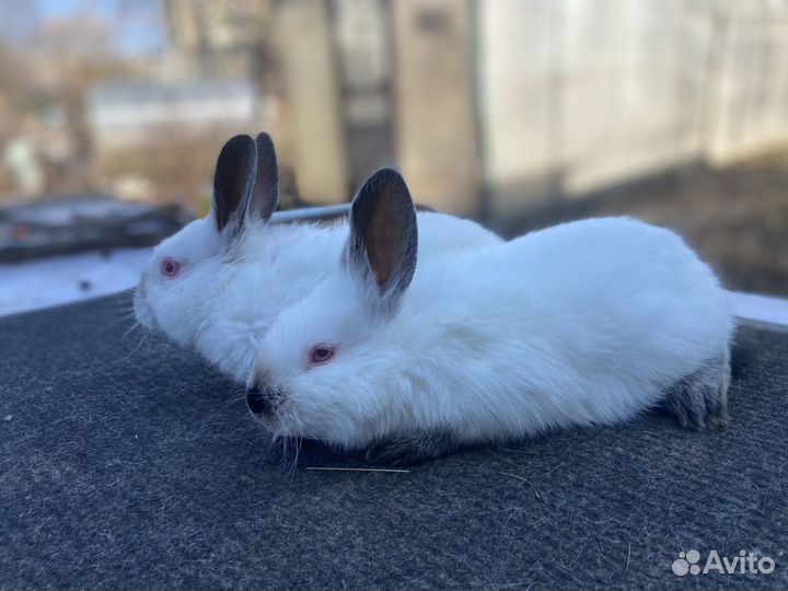 Крольчата калифорнийские