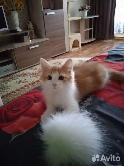 Кошечка в добрые руки