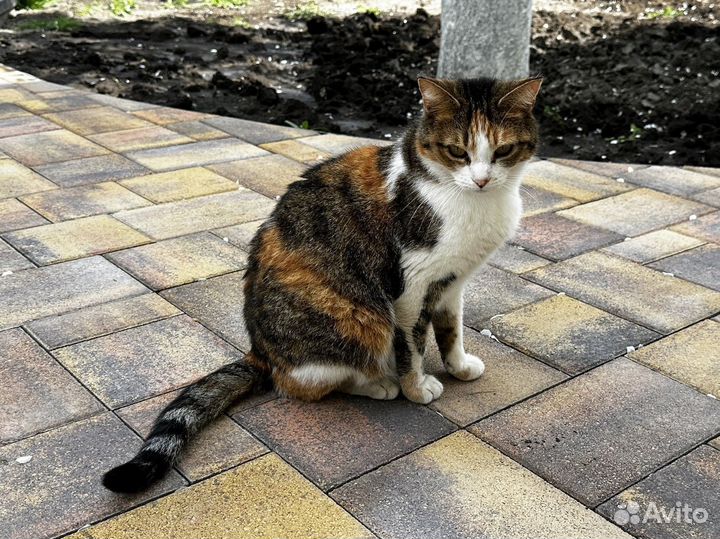 Тротуарная плитка #Производство #Доставка