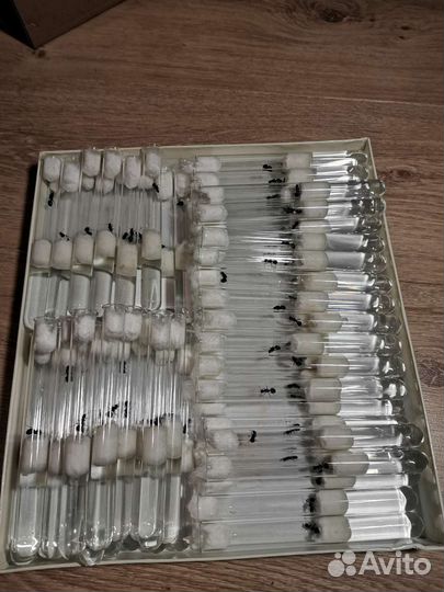 Муравьи Messor Structor, Camponotus nicobarensis