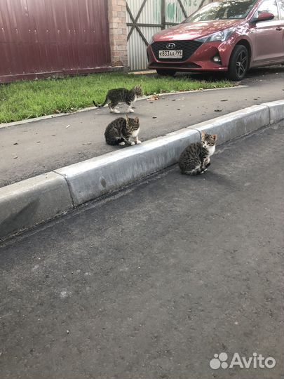 Котята Бенгальские почти)